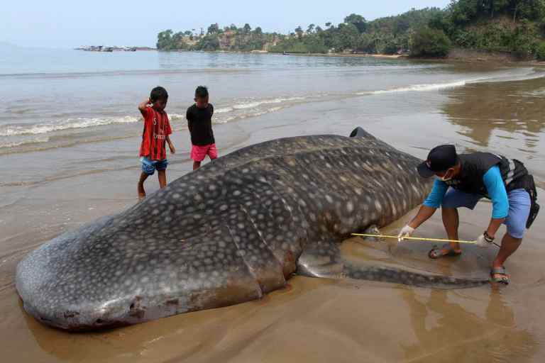 beached whale shark