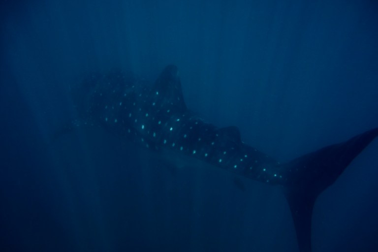 Whale_shark_(Rhincodon_typus)_(15600945944)