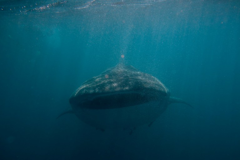 Whale_shark_(Rhincodon_typus)_(16035919558)